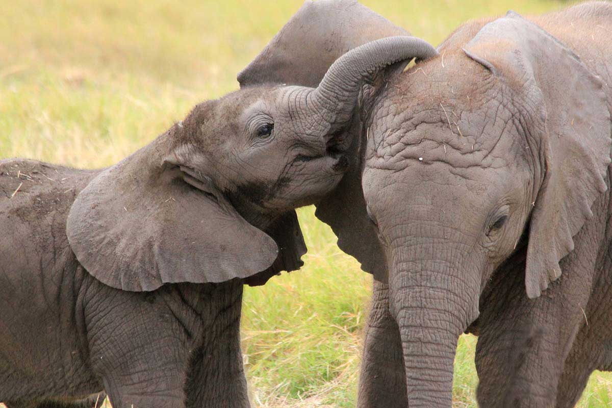 Толстая жизнь животных. Слон животное. Слоны животные полезные. Some Elephants.